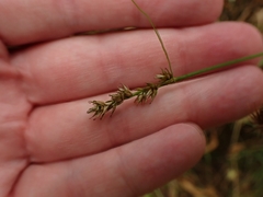 Carex muricata pairae