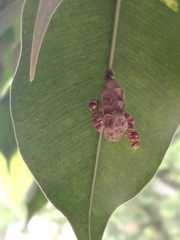 Ropalidia variegata
