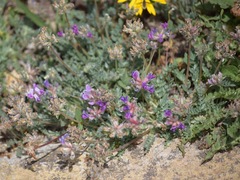 Oxytropis oreophila
