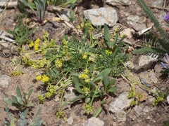 Lomatium minimum