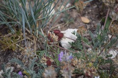 Oxytropis oreophila