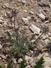 Oxytropis oreophila