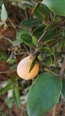 Sphedamnocarpus pruriens pruriens