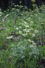 Ligusticum porteri