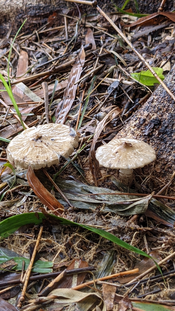 Termitomyces eurrhizus · August 2021 · photo: © yin_tse_huang (iNaturalist, cc-by)