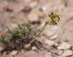 Ipomopsis spicata tridactyla