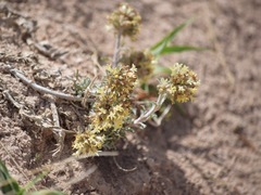 Ipomopsis spicata tridactyla