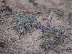 Astragalus argophyllus