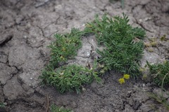 Lomatium minimum