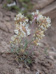 Ipomopsis spicata tridactyla