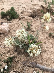 Ipomopsis spicata tridactyla