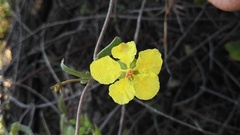 Sphedamnocarpus pruriens pruriens