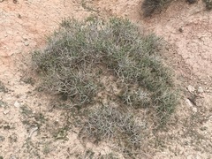 Ericameria discoidea