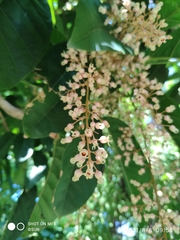 Sterculia parviflora