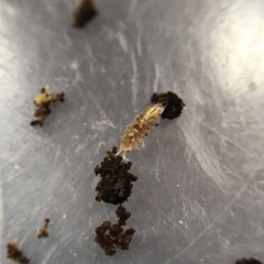 Trichoniscus pygmaeus