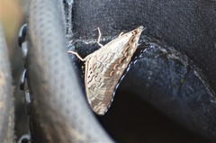 Charaxes catachrous