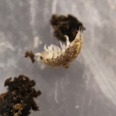 Trichoniscus pygmaeus