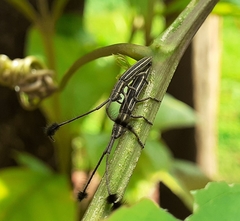 Eucomatocera vittata