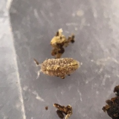 Trichoniscus pygmaeus