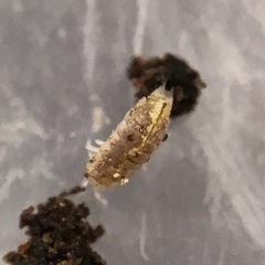 Trichoniscus pygmaeus