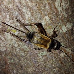 Gryllus firmus