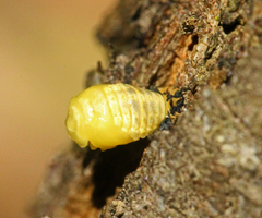 Harmonia conformis