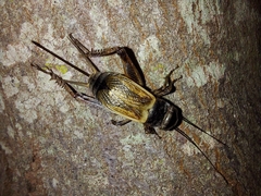 Gryllus firmus