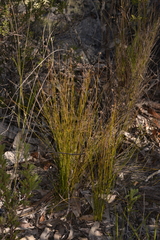 Schoenus ericetorum