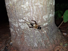 Gryllus firmus