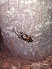 Gryllus firmus