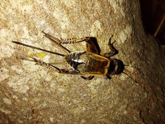 Gryllus firmus