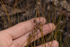 Schoenus ericetorum