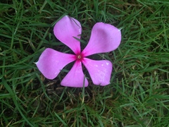Catharanthus roseus