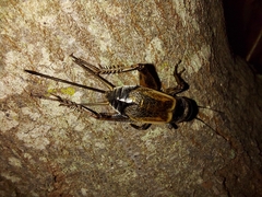 Gryllus firmus