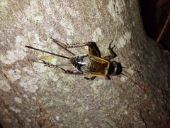 Gryllus firmus