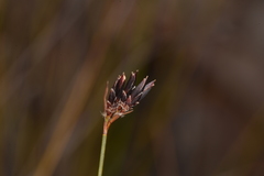 Schoenus ericetorum