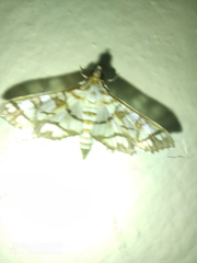 Hileithia magualis