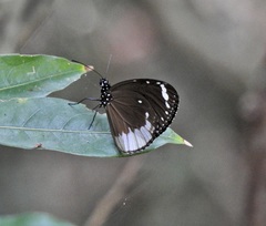 Euploea darchia
