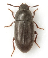 Blapstinus fuscus