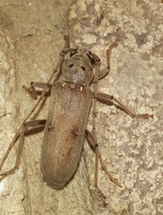 Eburia mutica