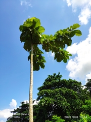 Sterculia macrophylla
