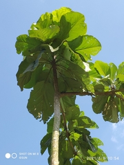 Sterculia macrophylla