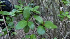 Lomatia dentata