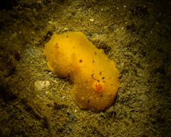 Doriopsilla carneola