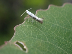 Argyresthia retinella