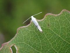 Argyresthia retinella