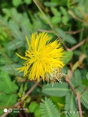Neptunia plena