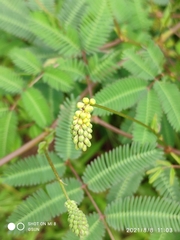 Neptunia plena