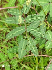 Neptunia plena