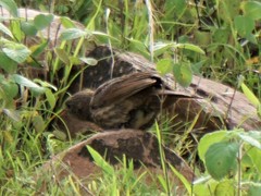 Emberizidae